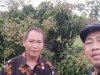 Destinasi Wisata Kebun Buah di Desa Kebonalas, Manisrenggo, Klaten.