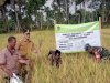 Memanen padi varietas Rojolele Srinuk Kecamatan Manisrenggo