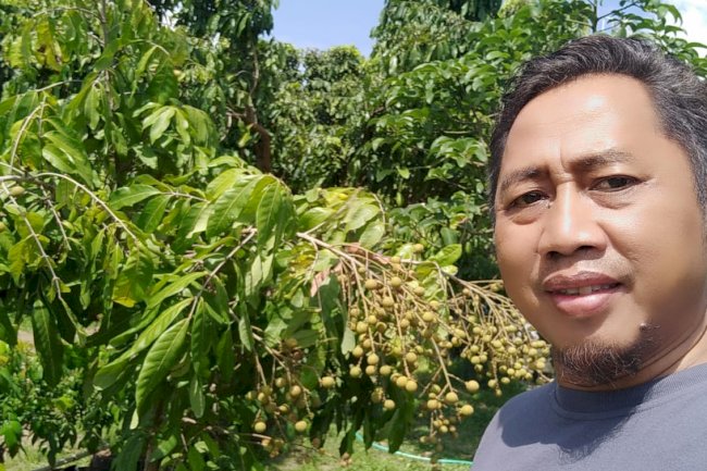Panen Perdana di Kebun Buah di Desa Kebonalas, Manisrenggo, Klaten.