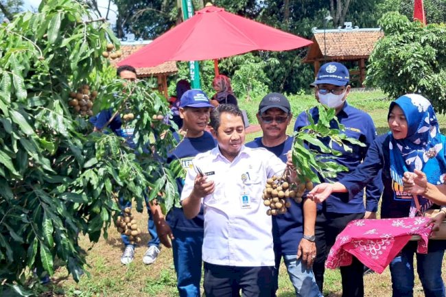Plt. Camat Manisrenggo Panen Buah Perdana di Kebun Milik Desa Kebonalas