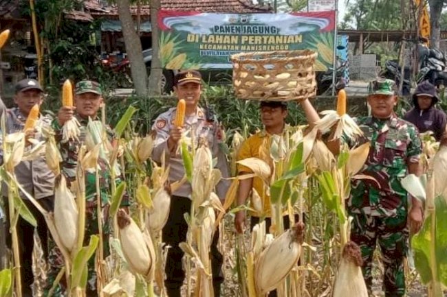 Panen Jagung Serentak Kuartal III di Lahan Pertanian Kecamatan Manisrenggo