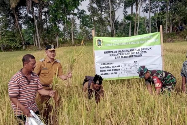 Memanen padi varietas Rojolele Srinuk Kecamatan Manisrenggo