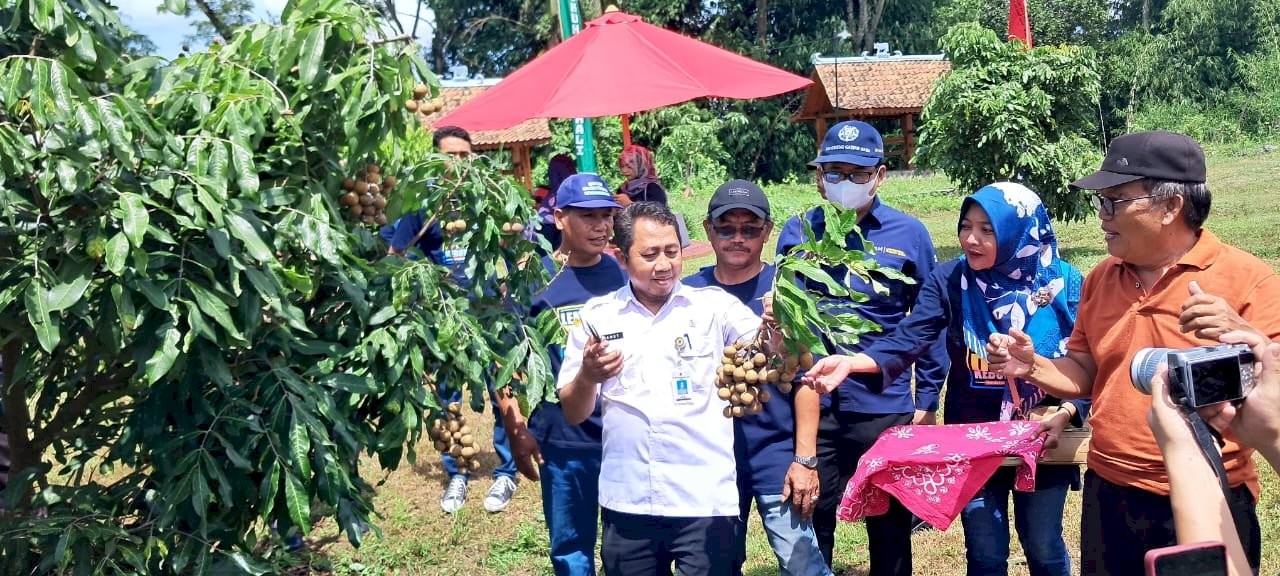 Plt. Camat Manisrenggo Panen Buah Perdana di Kebun Milik Desa Kebonalas