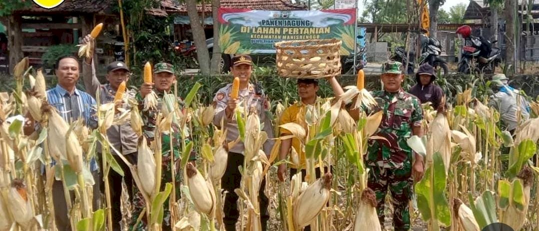 Panen Jagung Serentak Kuartal III di Lahan Pertanian Kecamatan Manisrenggo