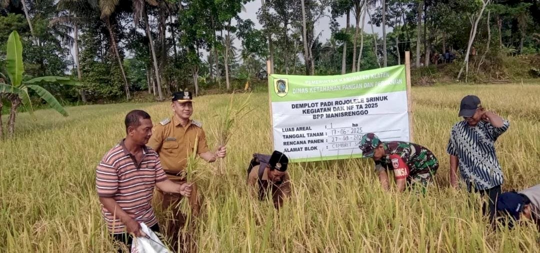 Memanen padi varietas Rojolele Srinuk Kecamatan Manisrenggo