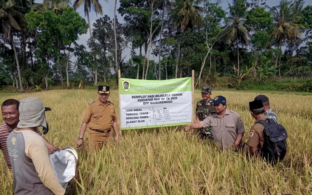 Memanen padi varietas Rojolele Srinuk Kecamatan Manisrenggo
