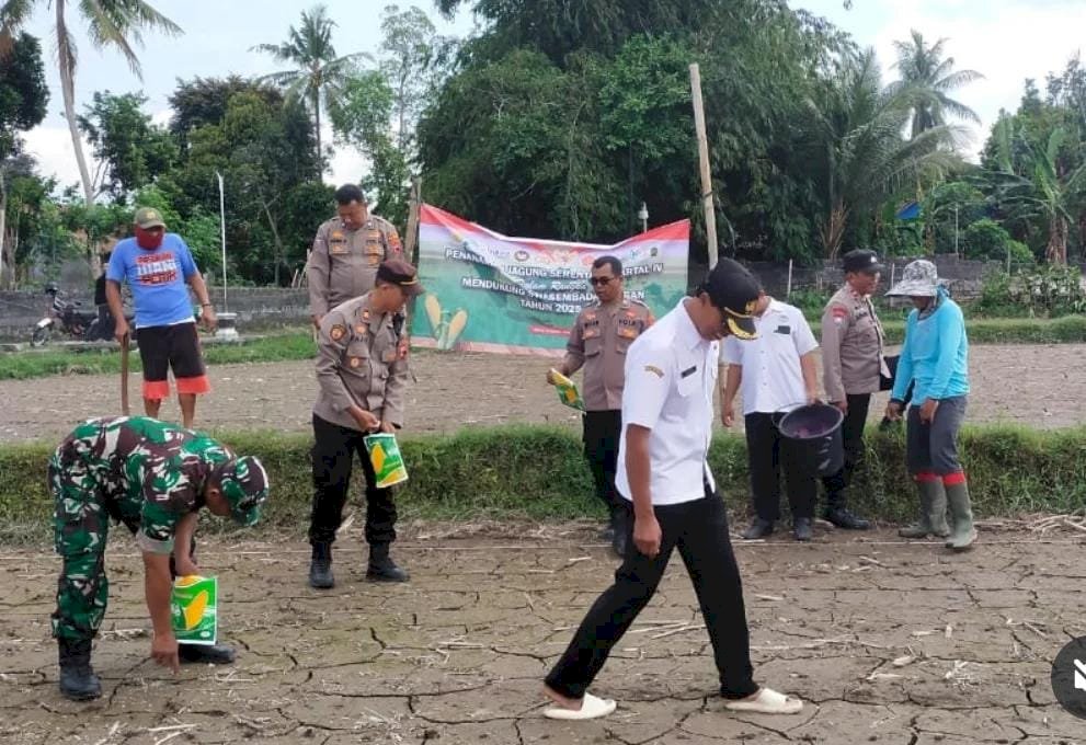 Pemerintah Kecamatan Manisrenggo turut serta Tanam Jagung Serentak Kuartal IV