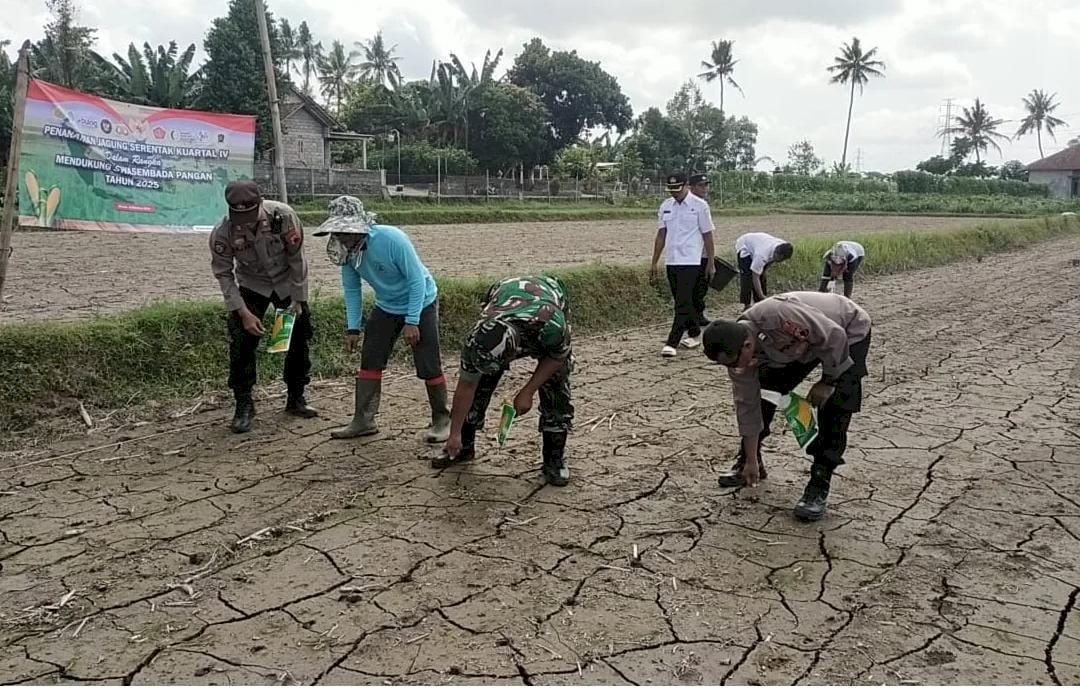 Pemerintah Kecamatan Manisrenggo turut serta Tanam Jagung Serentak Kuartal IV