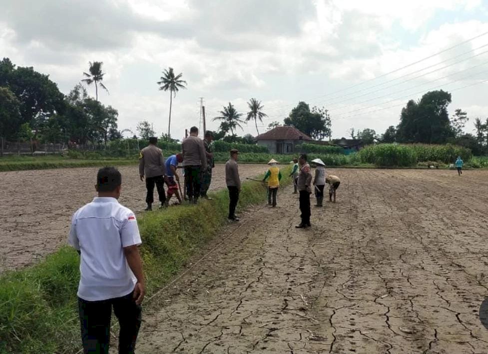 Pemerintah Kecamatan Manisrenggo turut serta Tanam Jagung Serentak Kuartal IV