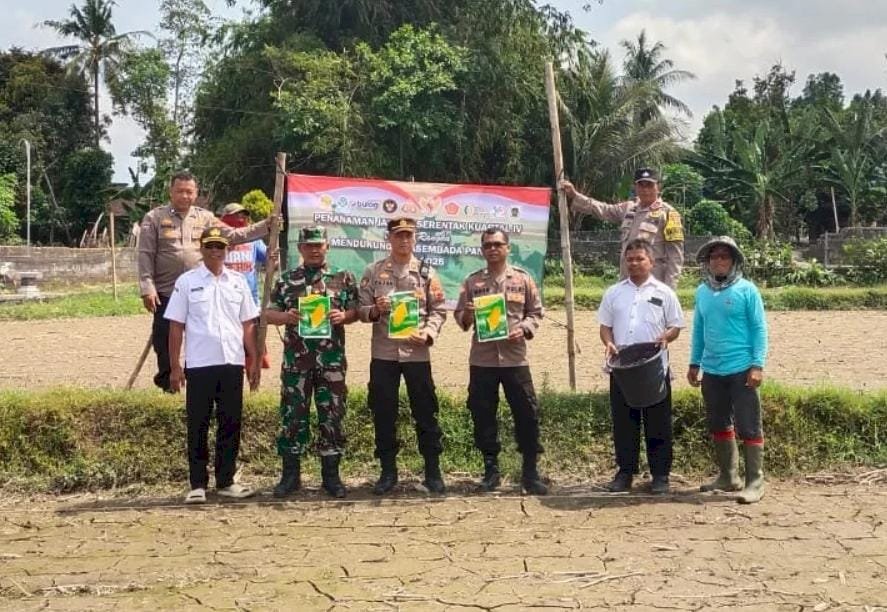 Pemerintah Kecamatan Manisrenggo turut serta Tanam Jagung Serentak Kuartal IV